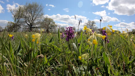 Wilde-Gelbe-Schlüsselblumen-Und-Lila-Frühe-Orchideen,-Die-Auf-Einer-Wilden-Blumenwiese-In-Worcestershire,-England,-Inmitten-Der-Kräftigen-Grünen-Wiesengräser-Blühen