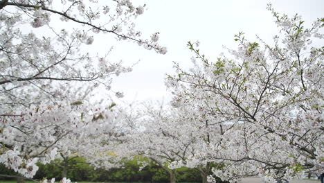 Bäume-Japanischer-Sakura-Kirschen,-Die-An-Einem-Düsteren,-Bewölkten-Tag-In-Starkem-Wind-Wehen