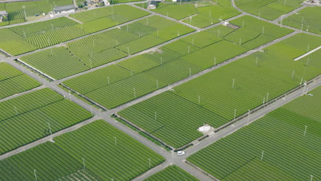 Panoramic-View-Of-Lush-Tea-Farms-In-Kawane,-Shizuoka-Prefecture,-Japan---aerial-drone-shot