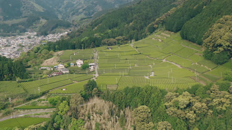 Aerial-View-Of-Green-Tea-Plantations-On-Foothills-Of-Mountain-With-Lush-Forest-Near-Kawane-Town-In-Shizuoka,-Japan