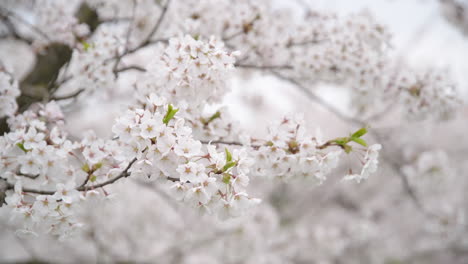 Zweig-Des-Blühenden-Weißen-Japanischen-Kirsch-Sakura-Baums,-Der-Im-Wind-Schwingt