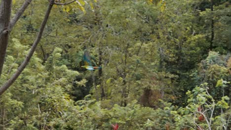 Ara-Ambiguus,-Guacamayo-Verde-Con-Plumas-Azules-Volando-Sobre-Un-Bosque-Verde