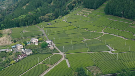 Panoramic-View-Of-Lush-Tea-Plantations-In-Kawane,-Shizuoka,-Japan---aerial-drone-shot
