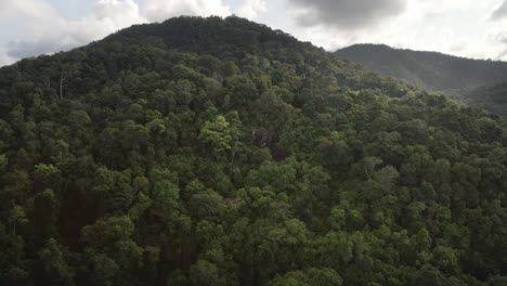 Aerial-tracking-shot-of-tropical-lush-dense-rain-forest-with-hils
