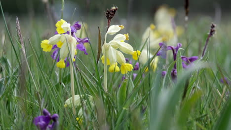 Wilde-Gelbe-Schlüsselblumen-Und-Violett-Gefärbte-Orchideen,-Die-Auf-Einer-Wilden-Blumenwiese-In-Worcestershire,-England,-Inmitten-Der-Kräftigen-Grünen-Wiesengräser-Blühen
