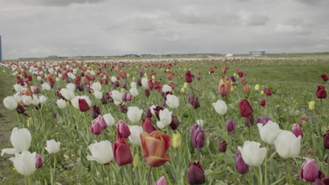 Cerrar-Coloridas-Flores-De-Tulipán