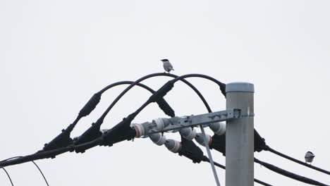 Group-Of-Azure-winged-Magpie-Flying-And-Perching-On-Electricity-Pole-In-Tokyo,-Japan---close-up