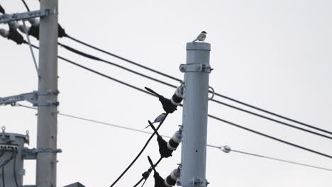 Group-Of-Azure-winged-Magpie-Sitting-On-Electricity-Pole-In-Tokyo,-Japan-At-Daytime---close-up