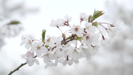 Close-Up-of-White-Japanese-Cherry-Sakura-Blossoming-Petals-on-a-Branch
