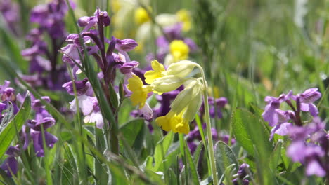 Wild-Yellow-Cowslip-flowers-and-purple-Early-Orchids-blooming-in-a-wild-flower-meadow-in-Worcestershire,-England-amid-the-strong-green-meadow-grasses
