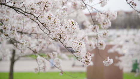 Zweig-Des-Blühenden-Rosa-Sakura-Baums,-Der-Im-Wind-Schwingt