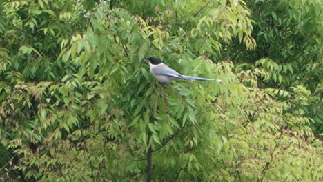 Pájaro-Urraca-De-Alas-Azules-Posado-En-Un-árbol-En-Tokio,-Japón---Primer-Plano