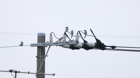 Azure-winged-Magpie-Birds-Perching-On-The-Electricity-Power-Rally-And-Flying-Away-In-Tokyo,-Japan---close-up