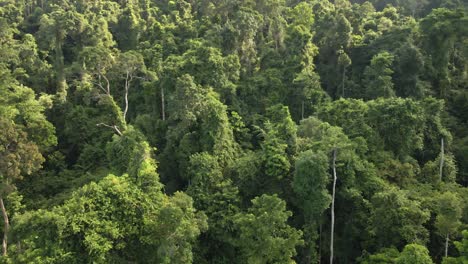 Aerial-shot-of-tropical-lush-dense-forest