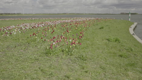 Hermosas-Flores-De-Tulipanes-Con-La-Playa-Y-La-Granja-De-Turbinas-Eólicas-Al-Fondo