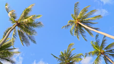 Low-angle-view-of-tropical-palm-trees-on-a-blue-clear-sky-during-bright-sunny-day