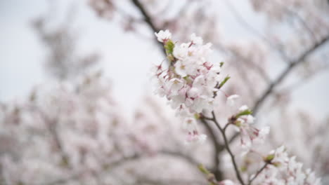 Isolated-Japanese-Cherry-Tree-Sakura-Branch-with-Pink-Petals-Waving-in-Wind