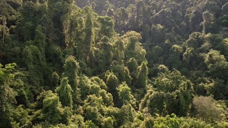 Aerial-shot-of-tropical-lush-dense-rain-forest-on-island-in-Asia