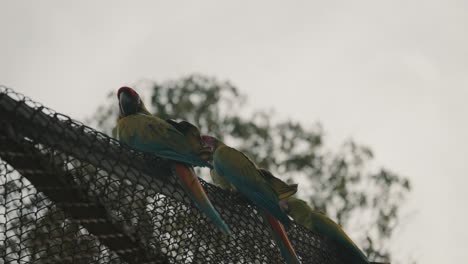 Couple-of-great-green-macaws-perching-on-a-cage