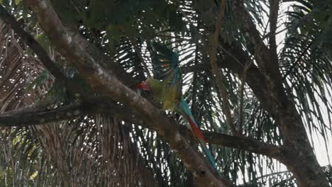 Colorful-Green-macaw-flying-onto-a-tropical-tree-in-slow-motion