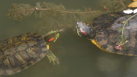 Two-Red-eared-Sliders-Swimming-In-The-Water-Among-Freshwater-Plants-In-Tokyo,-Japan---close-up