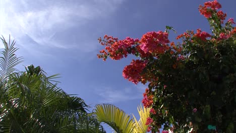 Bougainvillea-flowers-in-Grand-Turk,Turk-and-Caicos-Islands