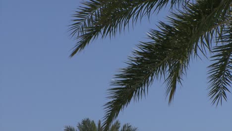 Palmenblätter-Und-Der-Blaue-Himmel-Der-Karibischen-Inseln