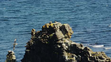 Hvitserkur-basalt-stack-rock-with-ocean-water-in-background,-bird-fly