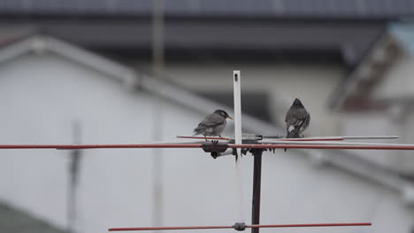 White-cheeked-Starling-Birds-Perching-On-An-Antenna-And-Interacting-With-Each-Other---close-up