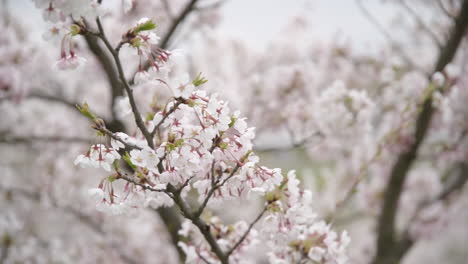 Sakura-Blütenblätter,-Die-An-Einem-Düsteren-Bewölkten-Tag-Im-Wind-Wehen