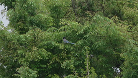 Azure-winged-Magpie-Bird-Sitting-On-A-Tree-In-The-Forest-Near-Tokyo,-Japan---low-angle-shot