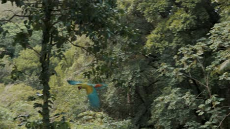 Green-macaw-flying-over-the-trees-in-Central-America