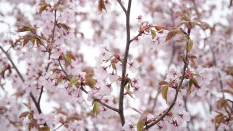 Blühender-Sakura-Baum-Rosa-Blütenblätter,-Die-An-Einem-Hellen-Tag-Im-Wind-Wehen