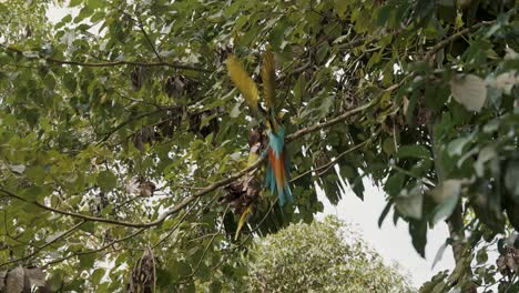 Great-green-macaw-caught-flying-on-a-tree-in-slow-motion-in-natural-habitat