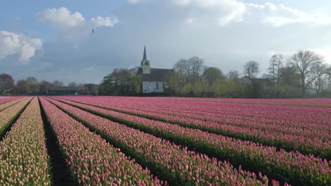 Capilla-En-La-Ciudad-Rural-De-Benningbroek-En-Holanda-Con-Hermosas-Flores-De-Tulipanes