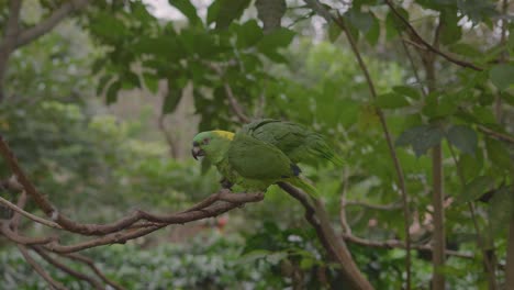 yellow-headed-royal-parrot-on-the-tree-with-couple