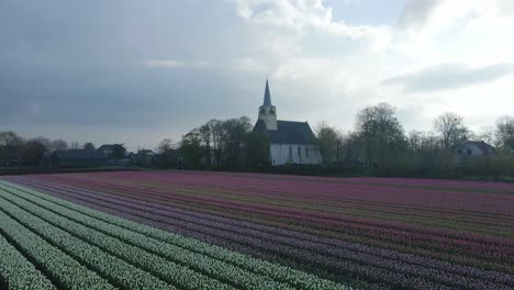 Low-light-scenery-with-tulip-field,-white-chapel-and-dramatic-clouds-in-background