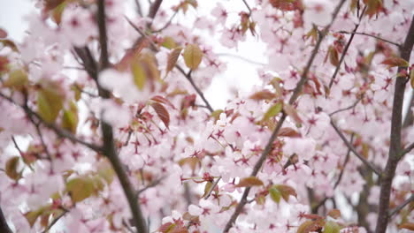 Leuchtend-Rosafarbene-Sakura-Baumblätter,-Die-An-Einem-Bewölkten-Hellen-Tag-Im-Wind-Wehen