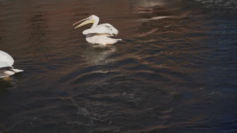 Pelikane-Schlagen-Mit-Den-Flügeln-Und-Spritzen-Wasser-Um-Sich-Herum