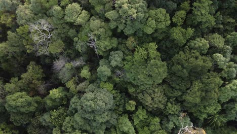 Descending-down-Aerial-shot-of-tropical-lush-dense-rain-forest-canopy
