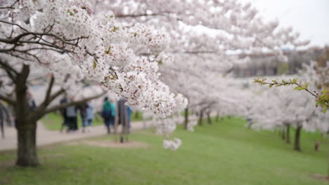 Wind-Moves-Japanese-Cherry-Sakura-Tree-Branch-with-People-Walking-In-Distance