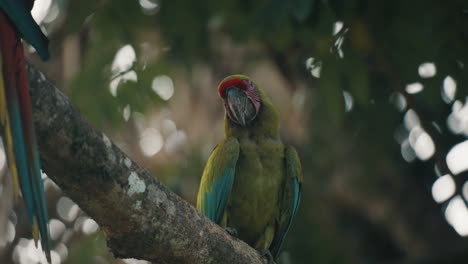 Ara-ambiguus-Green-Macaw-perched-on-tree-branch-in-Nature