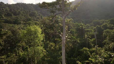 Ascending-Aerial-shot-of-tropical-lush-dense-rain-forest-canopy