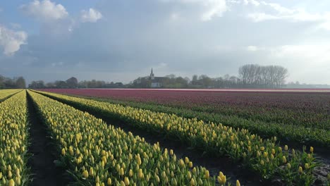 Flying-low-above-tulips-in-Holland-with-distant-church-and-bright-sunlight