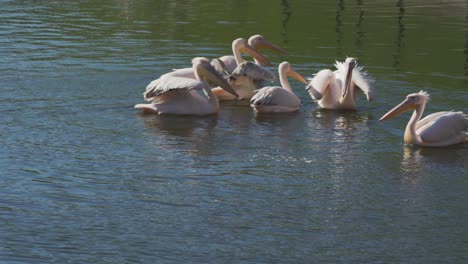 Pelikan-Wackelt-Mit-Dem-Schwanz-Und-Schließt-Sich-Dem-Rest-Der-Pelikanfamilie-An