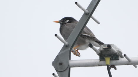 View-Of-A-White-cheeked-Starling-Bird-Perching-On-An-Antenna-In-Tokyo,-Japan---close-up