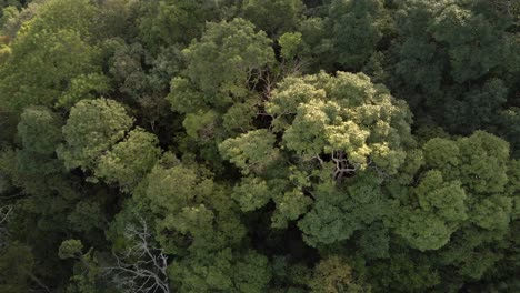 Aerial-shot-of-tropical-lush-dense-rain-forest-canopy