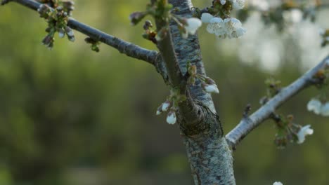 Folgen-Sie-Kirschbaumzweigen-Mit-Blühenden-Blumen