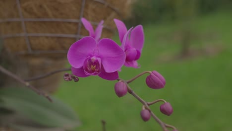 Guarianthe-Skinneri-Orchidaceae-Blume-Lila-Guaria