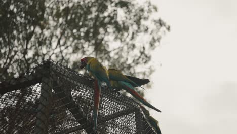 Group-of-beautiful-great-green-macaw-flying-over-fence